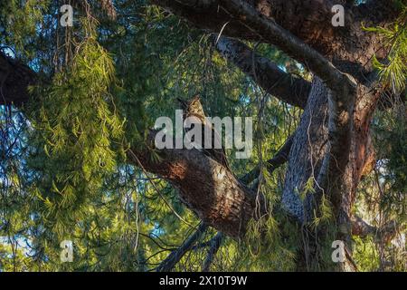 Grand chouette à cornes Bubo virginianus perché sur une branche d'arbre tôt le matin dans son habitat naturel dans la ville d'Irvine, comté d'Orange, Californie ; États-Unis Banque D'Images