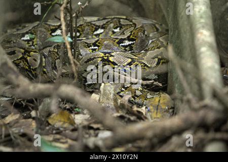 Une espèce non identifiée de python se cache sous les racines d'un figuier géant dans la forêt de Tangkoko, Sulawesi du Nord, Indonésie. La richesse des reptiles devrait diminuer considérablement dans la plupart des régions du monde avec le changement climatique futur en cours, selon une équipe de scientifiques dirigée par Matthias biber (Département des systèmes des sciences de la vie, École des sciences de la vie, Université technique de Munich, Freising). « Cet effet, en plus des impacts considérables sur l'étendue, le chevauchement et la position des espèces, était visible chez les lézards, les serpents et les tortues », ont-ils écrit dans un article de mai 2022. Banque D'Images