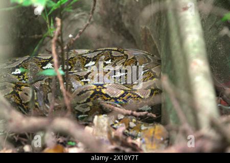 Une espèce non identifiée de python se cache sous les racines d'un figuier géant dans la forêt de Tangkoko, Sulawesi du Nord, Indonésie. La richesse des reptiles devrait diminuer considérablement dans la plupart des régions du monde avec le changement climatique futur en cours, selon une équipe de scientifiques dirigée par Matthias biber (Département des systèmes des sciences de la vie, École des sciences de la vie, Université technique de Munich, Freising). « Cet effet, en plus des impacts considérables sur l'étendue, le chevauchement et la position des espèces, était visible chez les lézards, les serpents et les tortues », ont-ils écrit dans un article de mai 2022. Banque D'Images