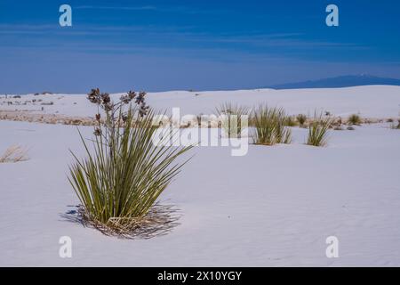 Soaptree yucca poussant dans les dunes, White Sands National Park, Alamogordo, Nouveau-Mexique. Banque D'Images