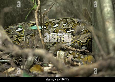 Une espèce non identifiée de python se cache sous les racines d'un figuier géant dans la forêt de Tangkoko, Sulawesi du Nord, Indonésie. La richesse des reptiles devrait diminuer considérablement dans la plupart des régions du monde avec le changement climatique futur en cours, selon une équipe de scientifiques dirigée par Matthias biber (Département des systèmes des sciences de la vie, École des sciences de la vie, Université technique de Munich, Freising). « Cet effet, en plus des impacts considérables sur l'étendue, le chevauchement et la position des espèces, était visible chez les lézards, les serpents et les tortues », ont-ils écrit dans un article de mai 2022. Banque D'Images