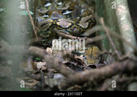 Une espèce non identifiée de python se cache sous les racines d'un figuier géant dans la forêt de Tangkoko, Sulawesi du Nord, Indonésie. La richesse des reptiles devrait diminuer considérablement dans la plupart des régions du monde avec le changement climatique futur en cours, selon une équipe de scientifiques dirigée par Matthias biber (Département des systèmes des sciences de la vie, École des sciences de la vie, Université technique de Munich, Freising). « Cet effet, en plus des impacts considérables sur l'étendue, le chevauchement et la position des espèces, était visible chez les lézards, les serpents et les tortues », ont-ils écrit dans un article de mai 2022. Banque D'Images