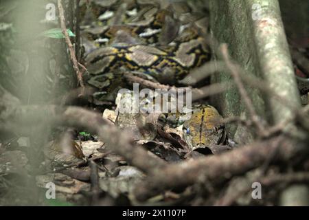 Une espèce non identifiée de python se cache sous les racines d'un figuier géant dans la forêt de Tangkoko, Sulawesi du Nord, Indonésie. La richesse des reptiles devrait diminuer considérablement dans la plupart des régions du monde avec le changement climatique futur en cours, selon une équipe de scientifiques dirigée par Matthias biber (Département des systèmes des sciences de la vie, École des sciences de la vie, Université technique de Munich, Freising). « Cet effet, en plus des impacts considérables sur l'étendue, le chevauchement et la position des espèces, était visible chez les lézards, les serpents et les tortues », ont-ils écrit dans un article de mai 2022. Banque D'Images