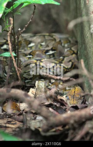 Une espèce non identifiée de python se cache sous les racines d'un figuier géant dans la forêt de Tangkoko, Sulawesi du Nord, Indonésie. La richesse des reptiles devrait diminuer considérablement dans la plupart des régions du monde avec le changement climatique futur en cours, selon une équipe de scientifiques dirigée par Matthias biber (Département des systèmes des sciences de la vie, École des sciences de la vie, Université technique de Munich, Freising). « Cet effet, en plus des impacts considérables sur l'étendue, le chevauchement et la position des espèces, était visible chez les lézards, les serpents et les tortues », ont-ils écrit dans un article de mai 2022. Banque D'Images