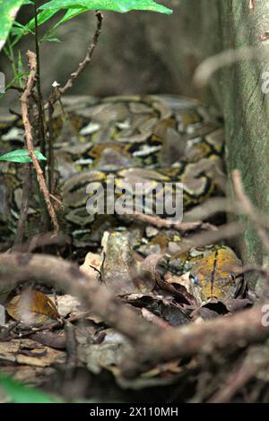 Une espèce non identifiée de python se cache sous les racines d'un figuier géant dans la forêt de Tangkoko, Sulawesi du Nord, Indonésie. La richesse des reptiles devrait diminuer considérablement dans la plupart des régions du monde avec le changement climatique futur en cours, selon une équipe de scientifiques dirigée par Matthias biber (Département des systèmes des sciences de la vie, École des sciences de la vie, Université technique de Munich, Freising). « Cet effet, en plus des impacts considérables sur l'étendue, le chevauchement et la position des espèces, était visible chez les lézards, les serpents et les tortues », ont-ils écrit dans un article de mai 2022. Banque D'Images