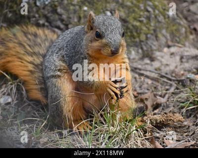 Un écureuil renard rouge (ou oriental), sciurus Niger, tenant et mangeant une noix noire, juglans nigra. Banque D'Images