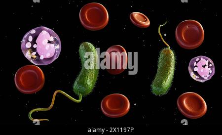 Rendu 3D de Vibrio vulnificus, globules rouges et globules blancs Banque D'Images