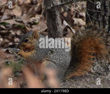 Un écureuil renard rouge (ou oriental), sciurus Niger, tenant et mangeant une noix noire, juglans nigra. Banque D'Images
