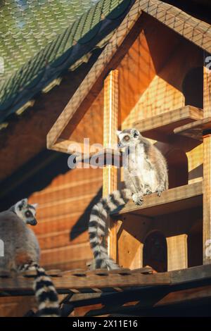 Antalya, Turquie, 22.22.2021 : lémurien drôle à queue annulaire (Lemur catta) assis et se reposant au zoo Banque D'Images