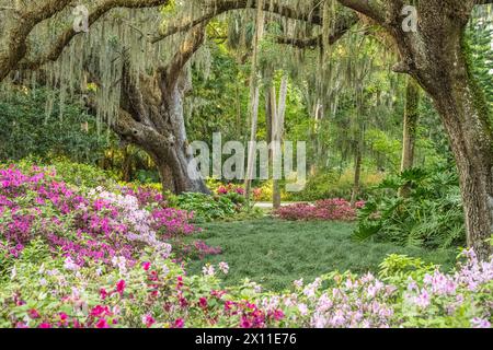 Beaux jardins formels avec des azalées florissantes au Washington Oaks Gardens State Park à Palm Coast, Floride. (ÉTATS-UNIS) Banque D'Images