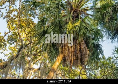 Palmetto Sabal, chênes vivants et mousse espagnole au Washington Oaks Gardens State Park le long de A1A Scenic & Historic Coastal Byway à Palm Coast, Floride. (ÉTATS-UNIS) Banque D'Images