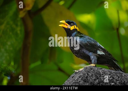 Gros plan de Common Hill Myna Gracula religiosa intermedia, isolé sur fond de nature. La colline commune myna Gracula religiosa et simplement connu sous le nom de t Banque D'Images