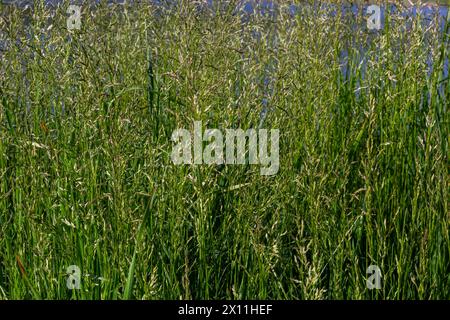 Prairie d'herbe de prairie avec les sommets des panicules de stèle. Poa pratensis herbe verte de prairie européenne. Banque D'Images