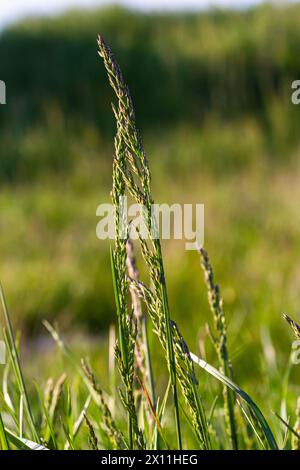 Prairie d'herbe de prairie avec les sommets des panicules de stèle. Poa pratensis herbe verte de prairie européenne. Banque D'Images