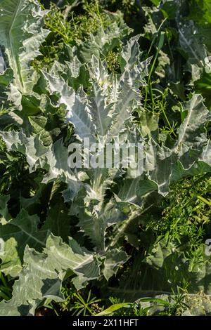 Onopordum acanthium est en début de floraison en juin. Onopordum acanthium, chardon cotonnier, écossais ou chardon écossais, est une plante à fleurs de la famille AST Banque D'Images