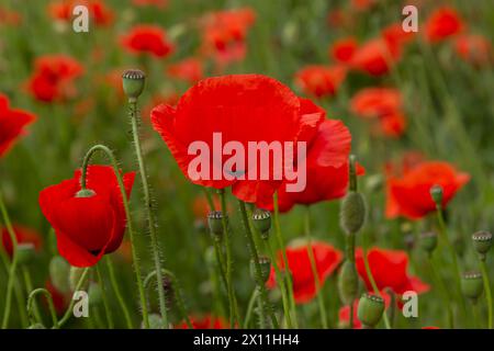 Paphaver rhoeas ou coquelicot commun, le coquelicot rouge est une plante à fleurs herbacée annuelle de la famille des pappers, papapaveraceae, aux pétales rouges. Banque D'Images