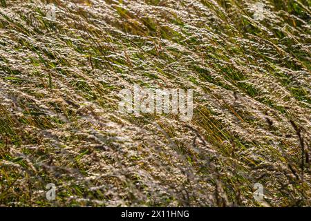 Prairie d'herbe de prairie avec les sommets des panicules de stèle. Poa pratensis herbe verte de prairie européenne. Banque D'Images