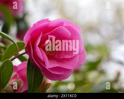 Gros plan d'une fleur de Camellia × williamsii 'crinkles' dans un jardin au printemps Banque D'Images