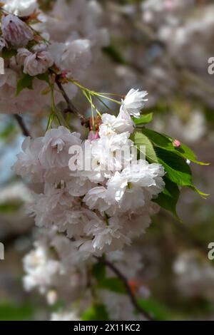 Gros plan de fleur de Prunus 'Shogetsu' dans un jardin au printemps Banque D'Images