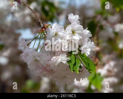 Gros plan de fleur de Prunus 'Shogetsu' dans un jardin au printemps Banque D'Images