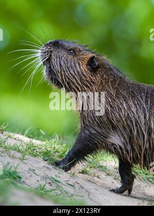 Myocastor coypus aka nutria ou rat des marais marche sur la rive de la rivière Vltava. Rongeur invasif à Prague. république tchèque. Banque D'Images