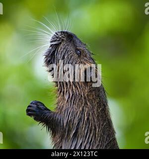 Myocastor coypus aka nutria ou rat des marais. Portrait de tête en gros plan. Rongeur envahissant dans la rivière Vltava à Prague. république tchèque. Banque D'Images