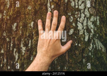 Concept de jour de la Terre, gros plan de la main écologiste masculine touchant doucement la croûte du grand tronc d'arbre, s Banque D'Images