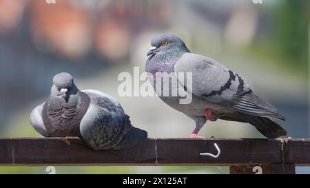 Belle Columba livia colorée aka pigeon (rocher ou domestique) debout sur une jambe. Oiseau le plus commun dans les zones résidentielles. Drôle de photo d'animal. Banque D'Images