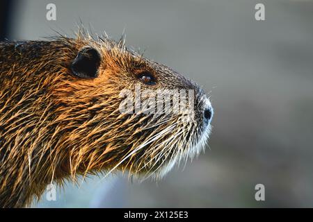 Myocastor coypus aka nutria ou rat des marais. Portrait de tête en gros plan. Rongeur envahissant dans la rivière Vltava à Prague. république tchèque. Banque D'Images