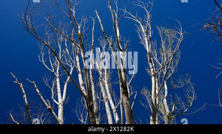 Arbres séchés devant le ciel bleu. Les pins et les érables se dessèchent en raison de maladies ou du manque d'eau. Sécher l'arbre et les branches. Banque D'Images