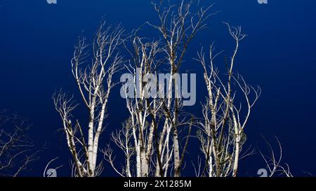 Arbres séchés devant le ciel bleu. Les pins et les érables se dessèchent en raison de maladies ou du manque d'eau. Sécher l'arbre et les branches. Banque D'Images