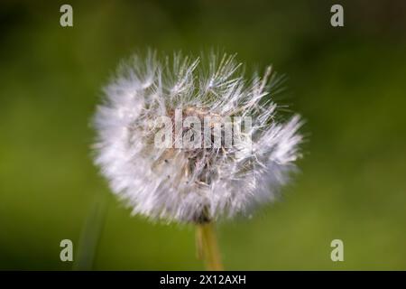 fleurs blanches de boules de pissenlit dans un champ de printemps, belles fleurs de pissenlit en gros plan Banque D'Images