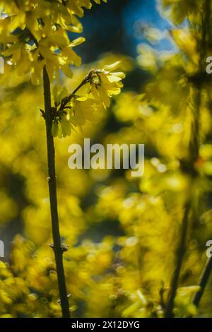 Buissons Forsythia indigènes en fleurs Banque D'Images