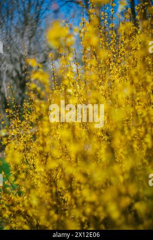 Buissons Forsythia indigènes en fleurs Banque D'Images