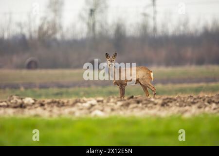 Chevreuil européen dans un champ rural, jour de mars, Czulczyce, Pologne Banque D'Images