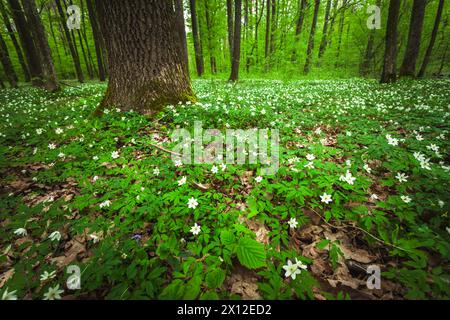 Pré vert avec des anémones blanches dans la forêt, vue sur un jour de printemps, Pologne orientale Banque D'Images