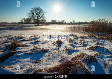 Soleil sur la prairie d'hiver, jour de février, Nowiny, Pologne Banque D'Images