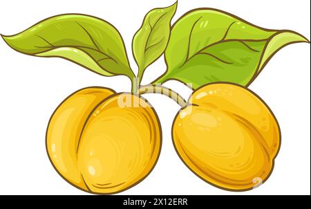 Fruit d'abricot avec feuilles illustration colorée. Illustration de Vecteur