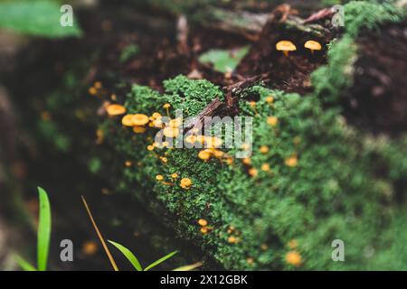Bûche tombée couverte de petits champignons orange Banque D'Images