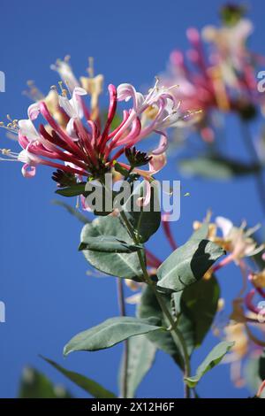 De superbes fleurs de chèvrefeuille sur un ciel bleu clair Banque D'Images