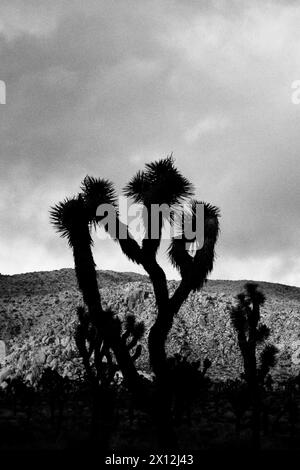 Silhouette de Joshua Tree avec fond de désert Banque D'Images