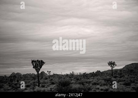 Tempête et sombre Joshua Tree landscpe noir et blanc Banque D'Images