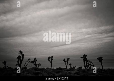 Paysage Joshua Tree avec ciel sombre et sombre Banque D'Images