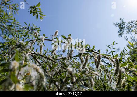 peluches blanches légères du saule au printemps, saule pendant la floraison avec beaucoup de peluches blanches avec des graines noires Banque D'Images