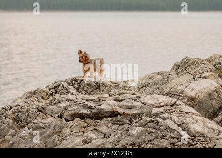 Yorkie aventurant sur Rocky Lakeshore Banque D'Images