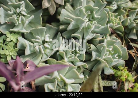 Echeveria runyonii plante succulente poussant dans un jardin succulent Banque D'Images