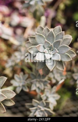 Gros plan d'une plante fantôme succulente poussant dans un pot d'argile Banque D'Images