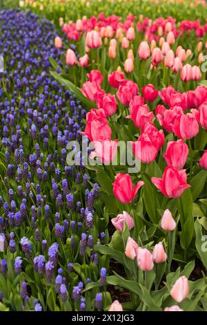 Lit de Hyacith pourpre et tulipes roses Banque D'Images