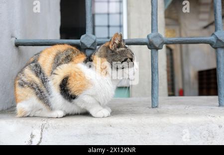 Istanbul Turquie un chat de rue assis sur la fenêtre de la mosquée à Istanbul en mars 2024 Banque D'Images