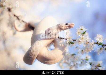 Python boule blanche avec des fleurs Banque D'Images